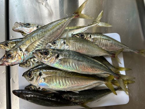 シマアジの釣果