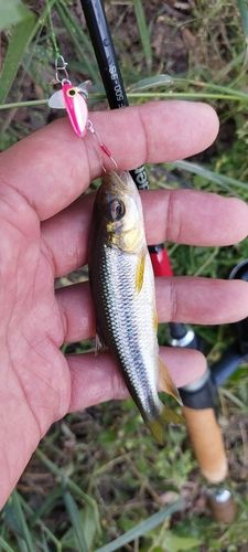 カワムツの釣果