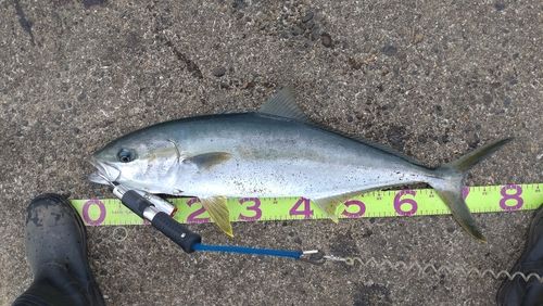 ブリの釣果