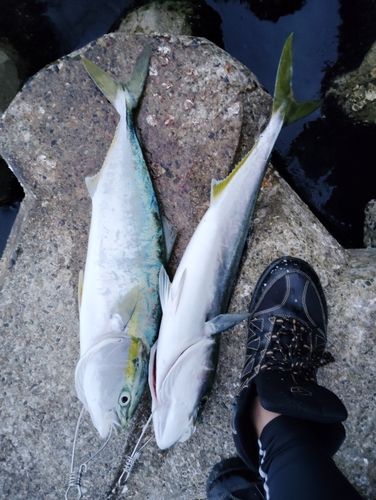 ワラサの釣果