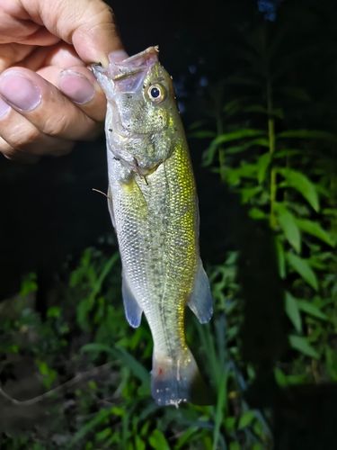 ラージマウスバスの釣果