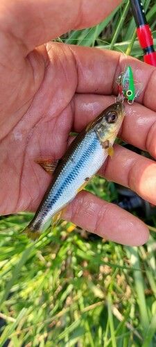カワムツの釣果
