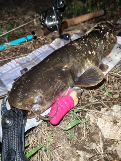 ナマズの釣果