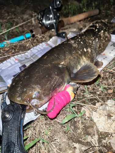 ナマズの釣果