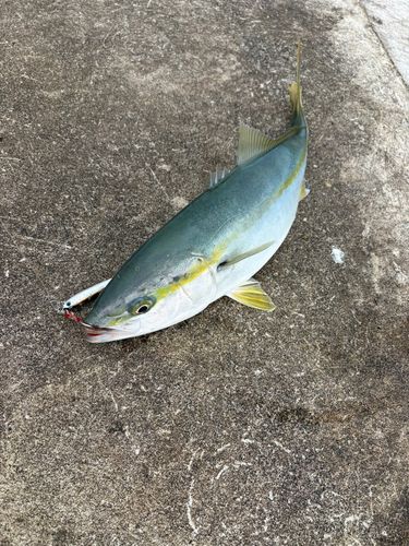 ヒラマサの釣果