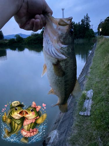 ラージマウスバスの釣果