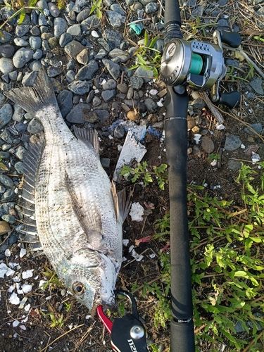 キビレの釣果