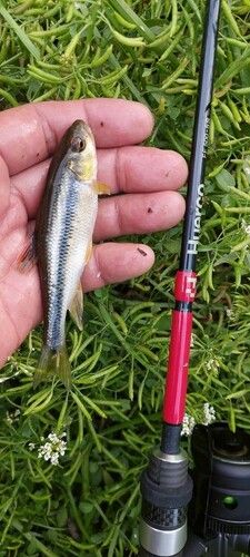 カワムツの釣果