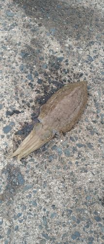 コウイカの釣果