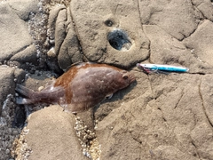 カレイの釣果