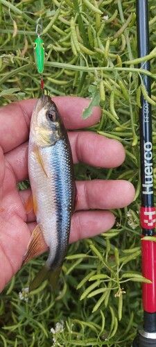 カワムツの釣果