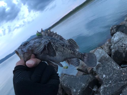 クロソイの釣果