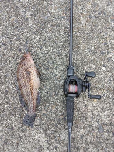 オオモンハタの釣果