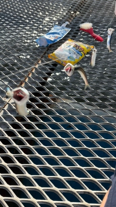 カタクチイワシの釣果