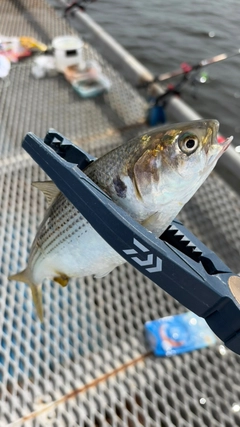 コノシロの釣果