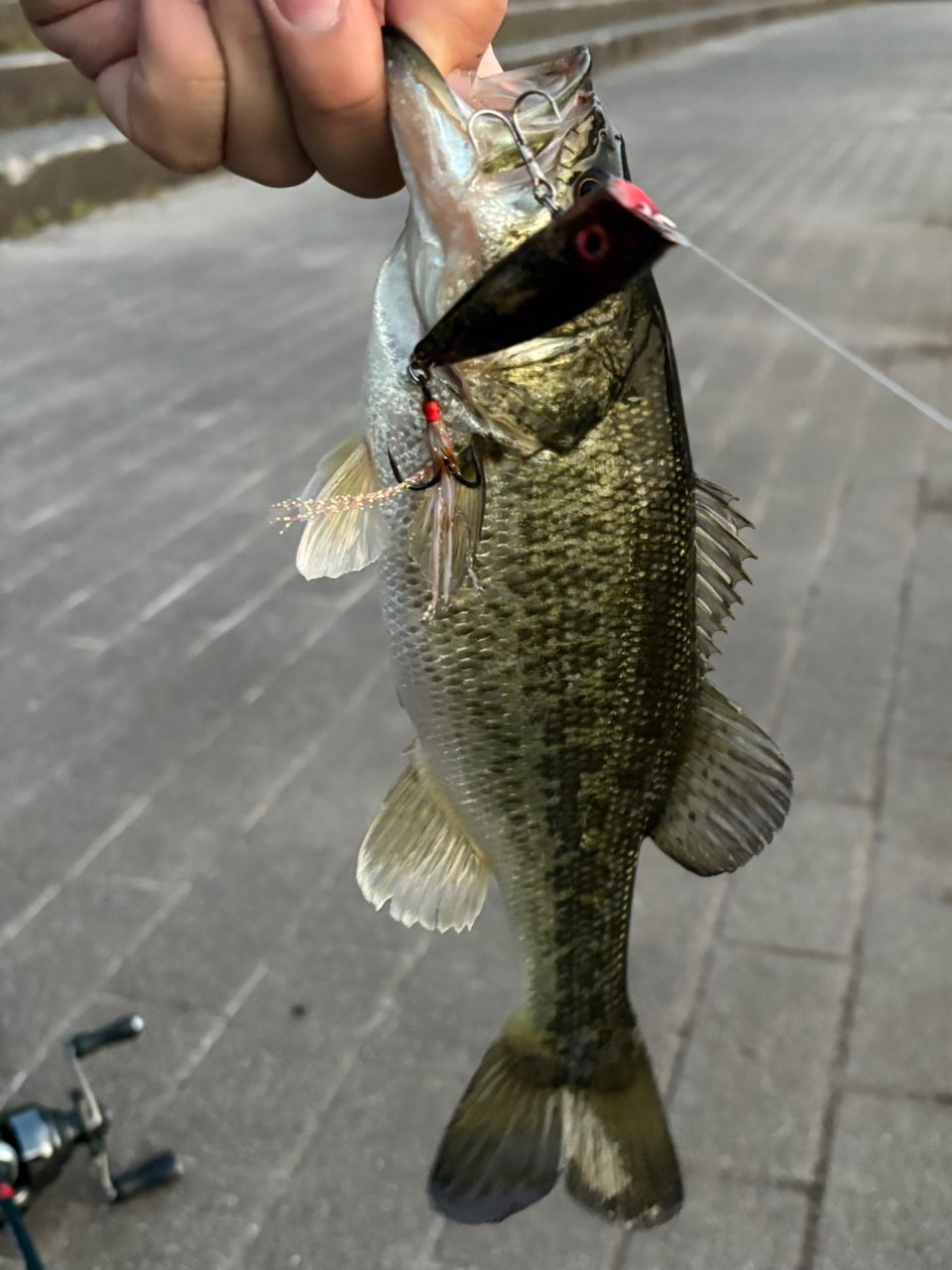 AbuGarcia ズームサファリ ZMSC-565Lの最安値・インプレ・釣果 | 本音