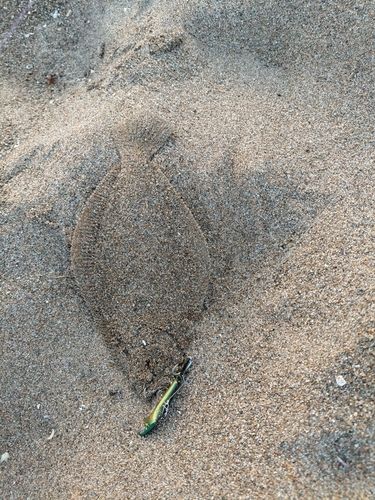 ヒラメの釣果