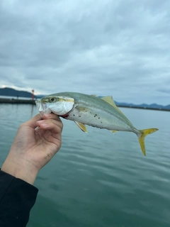 ショゴの釣果