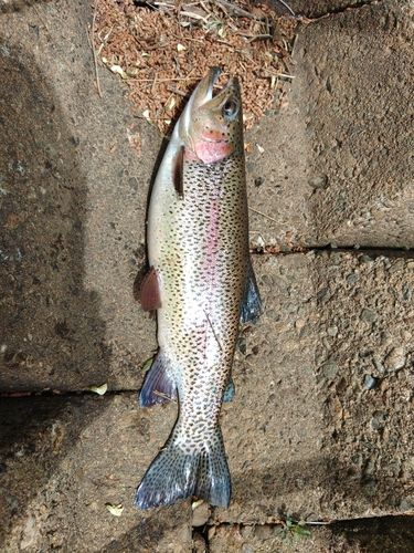 ニジマスの釣果