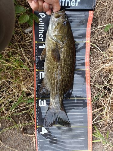 スモールマウスバスの釣果