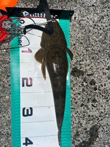マゴチの釣果
