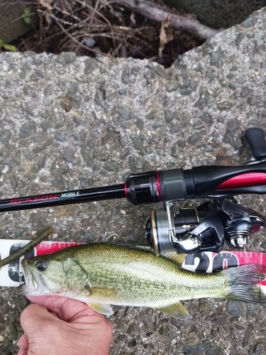 ラージマウスバスの釣果