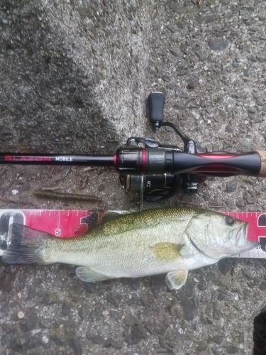 ラージマウスバスの釣果