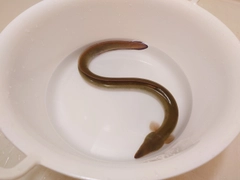 ウナギの釣果