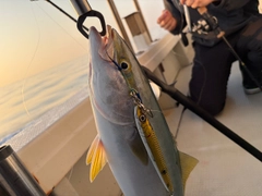 ハマチの釣果