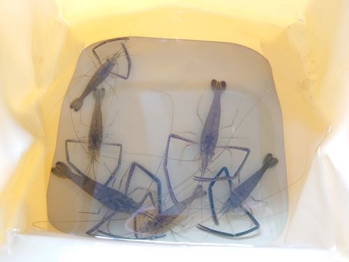 テナガエビの釣果