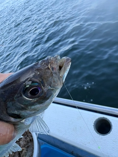 マアジの釣果