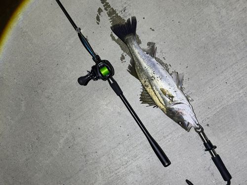 シーバスの釣果