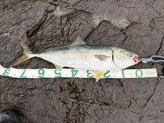 ブリの釣果