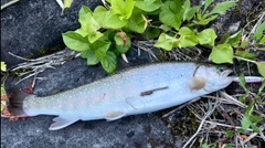 イワナの釣果