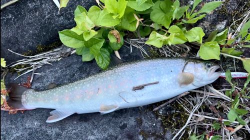イワナの釣果