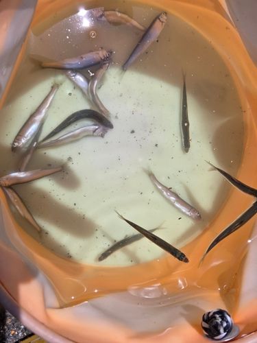 チアユの釣果
