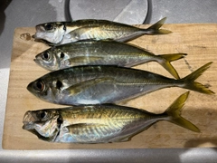 アジの釣果