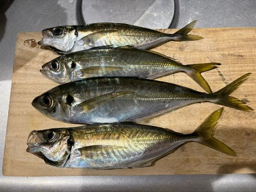 アジの釣果