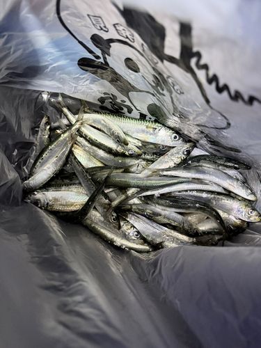マイワシの釣果