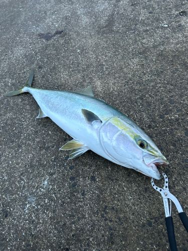 ブリの釣果
