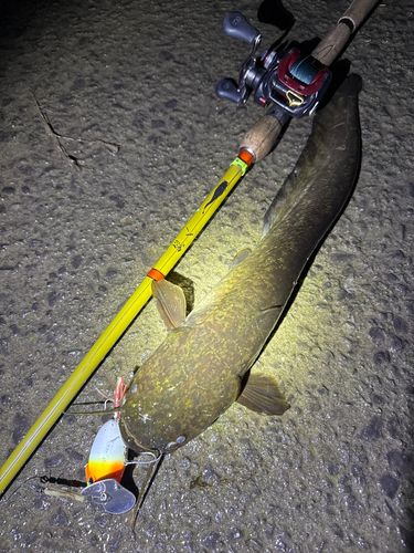 ナマズの釣果