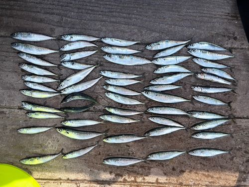 サバの釣果