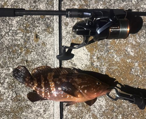 アコウの釣果