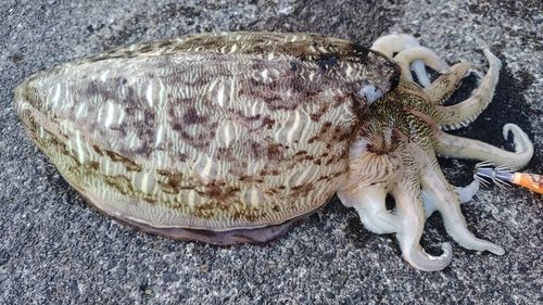 モンゴウイカの釣果