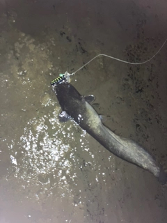 ニホンナマズの釣果