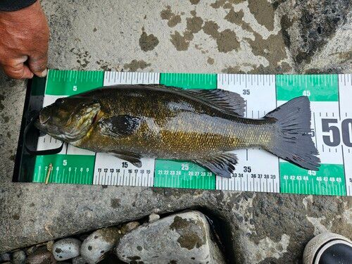 スモールマウスバスの釣果