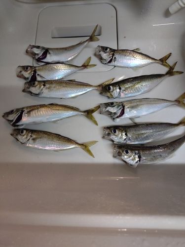 アジの釣果
