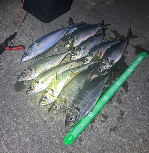マアジの釣果