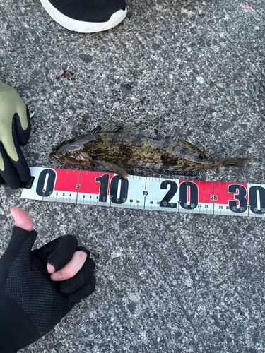アイナメの釣果