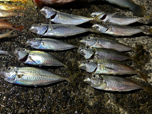 アジの釣果